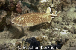 leopard torpedo ray (torpedo panthera) taken at Gordon re... by Stephan Kerkhofs 